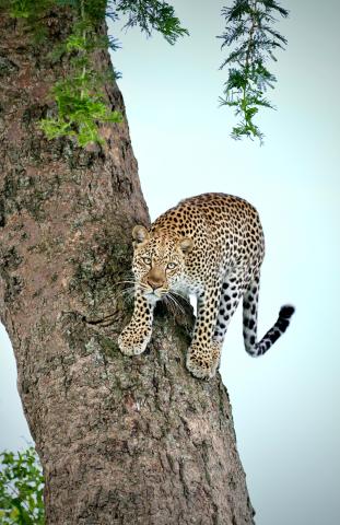 Uganda   levhart 01