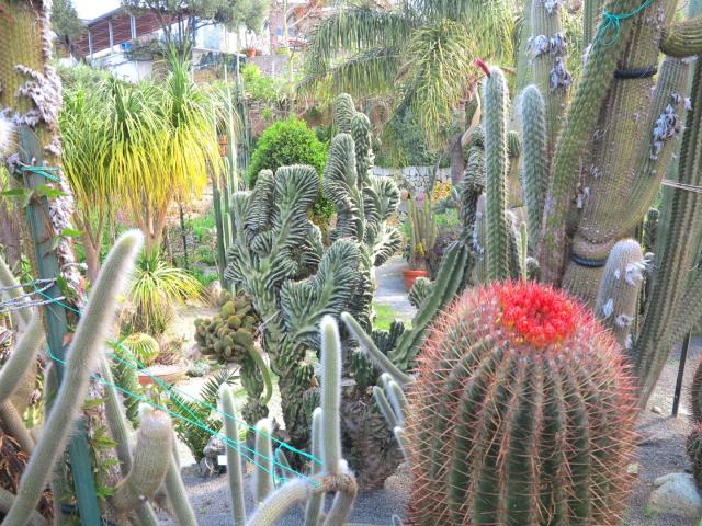 Ischia-18