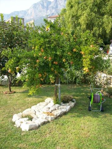 Vila Neda-Maršić - Gradac - Chorvatsko -  (16)