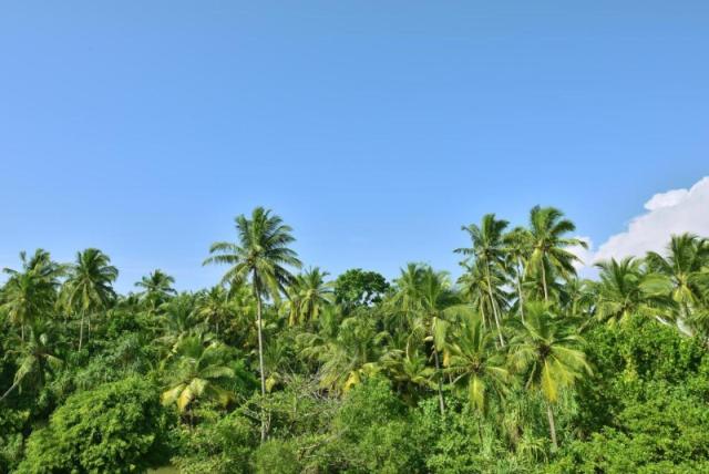 Sheraton Kosgoda Turtle Beach