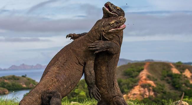 Pobytově Bali + Komodo