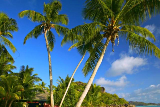 Paradise Sun