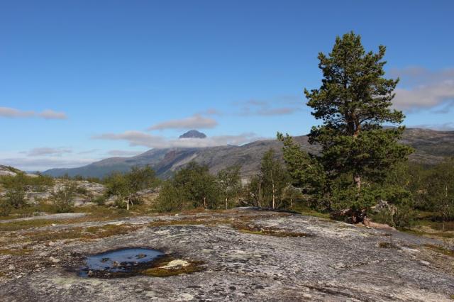 NP Junkerdal