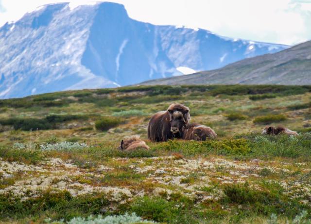 NP Dovrefjell - Pižmoň severní