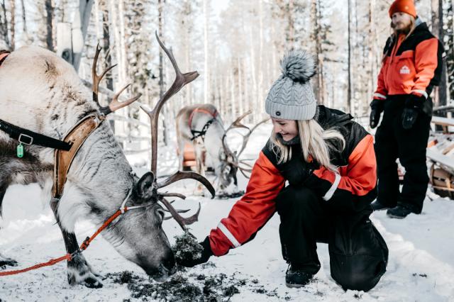 Ylläs - sobí farma