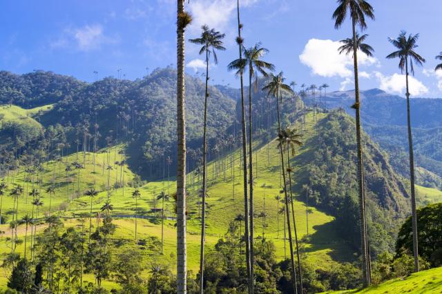 Kolumbie-Cocora
