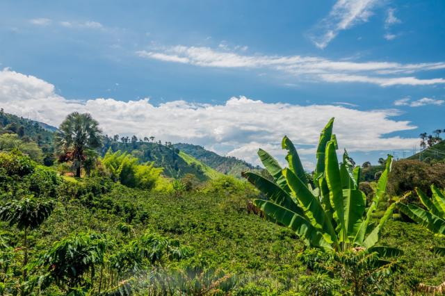 Kolumbie-Manizales-kava