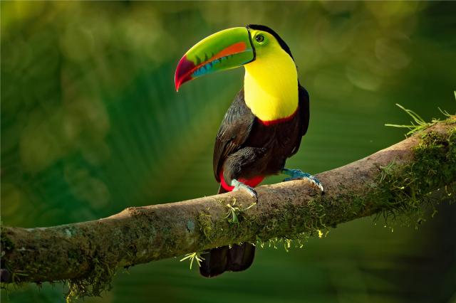 Kostarika - Tucan