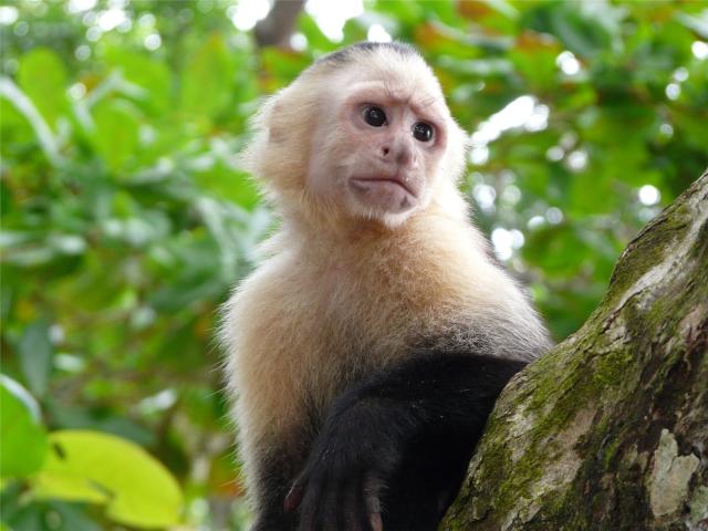 NP Cahuita