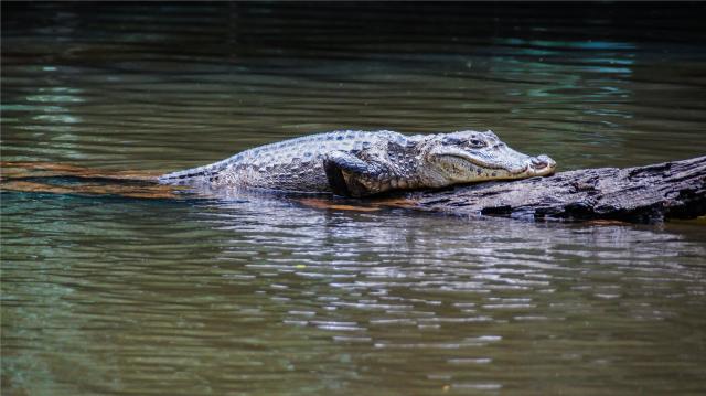 Rio Tortuguero