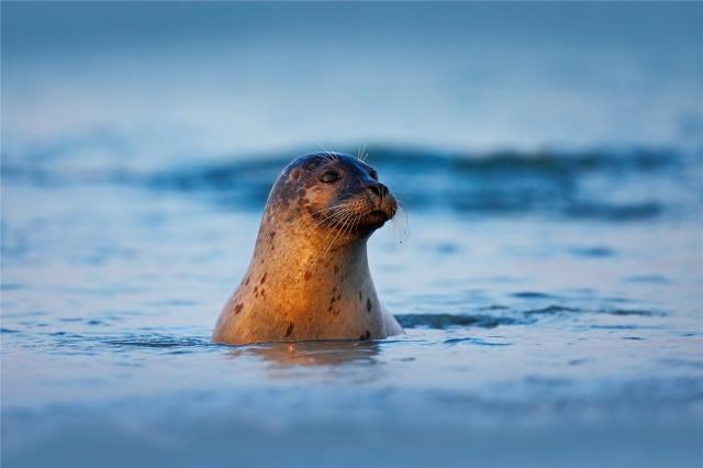 Island - gray seal