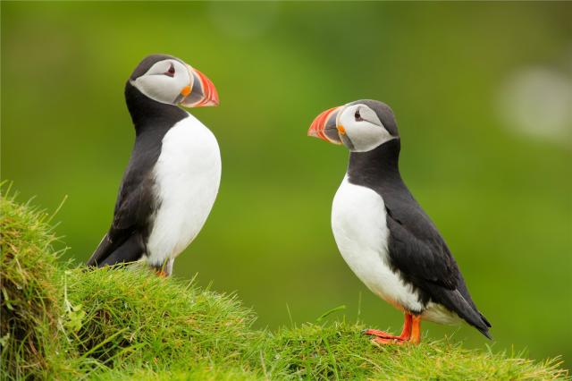 Island - Puffin