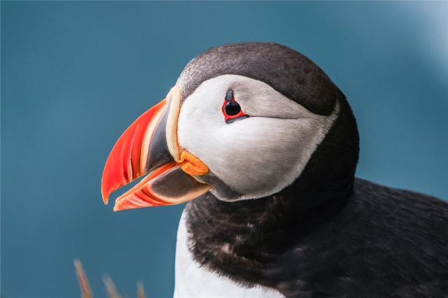 Island - Puffin