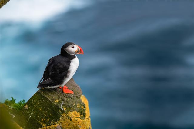 Island - Puffin