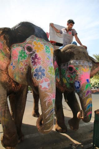 Indie_elephants_Jaipur_IMG_0165.JPG