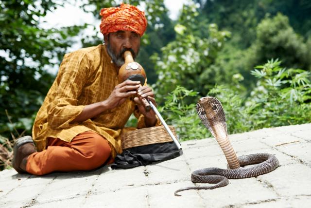 Indie_snakes_dreamstime_xl_27595014