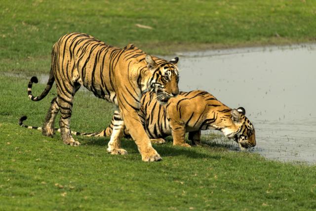 tygři v NP Ranthambore