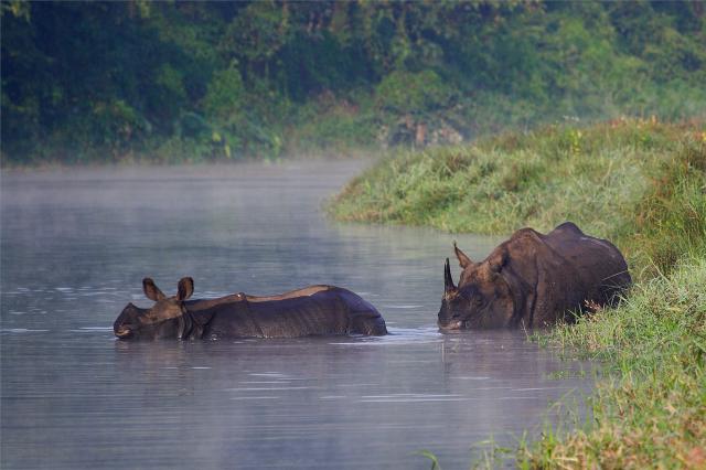 NP Chitwan