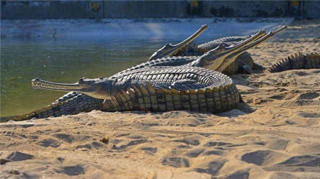 obyvatelem NP Chitwan je jinak kriticky ohrožený Gaviál indický