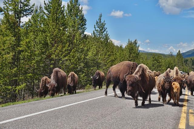 Yellowstone - USA