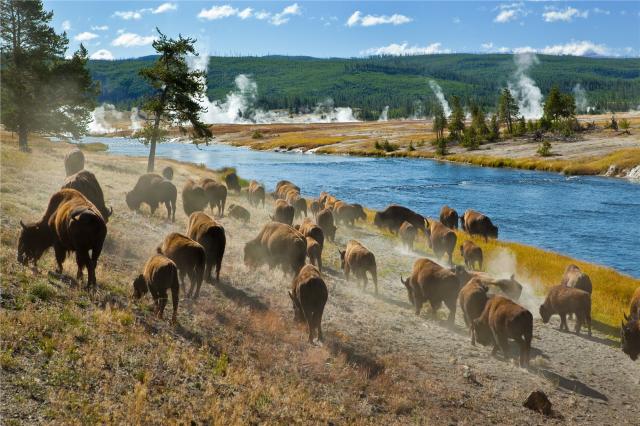 Yellowstone - USA