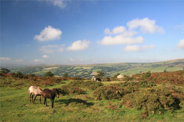 Dartmoor - Bonehill Down
