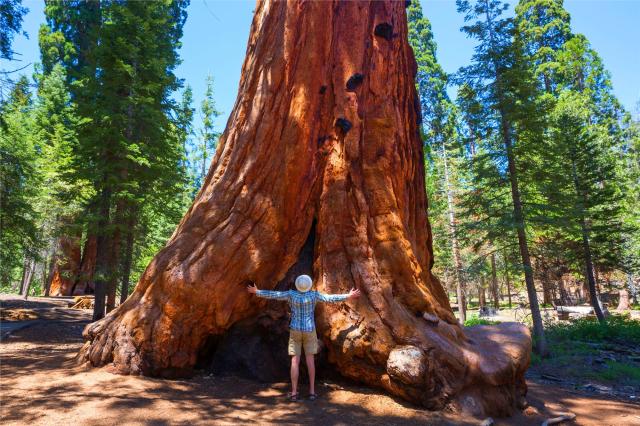 usa_sequoia_shutterstock_1806356002