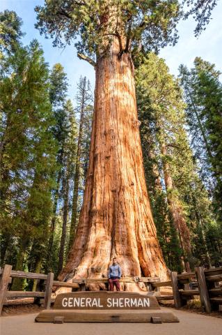 usa_sequoia_shutterstock_583259725