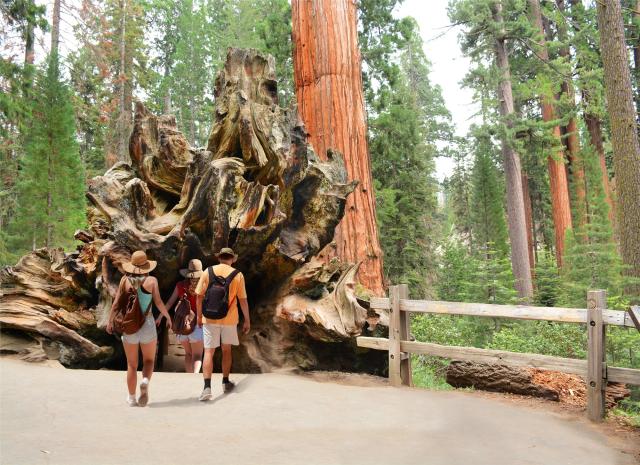 usa_sequoia_shutterstock_696006163