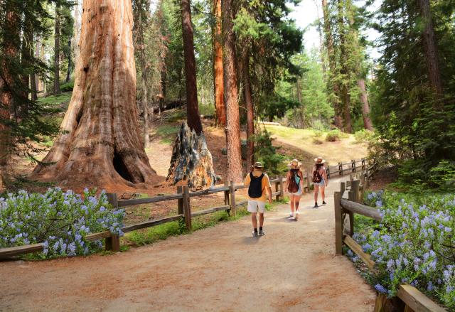 usa_sequoia_shutterstock_702512866