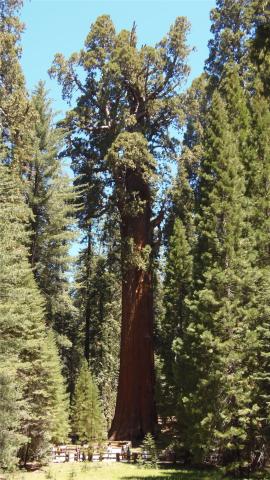 USA_Sequoia_451.JPG