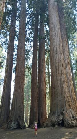 usa_sequoia_rsz_1img_20180803_130844
