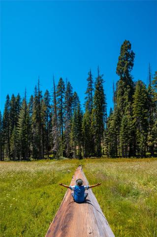 usa_sequoia_shutterstock_1494076784