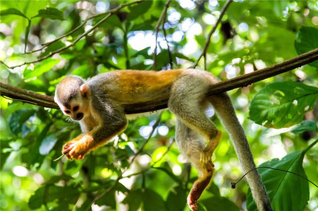 Kostarika_NP_Manuel Antonio_shutterstock_1335294731