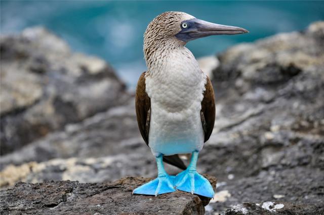 Galapágy