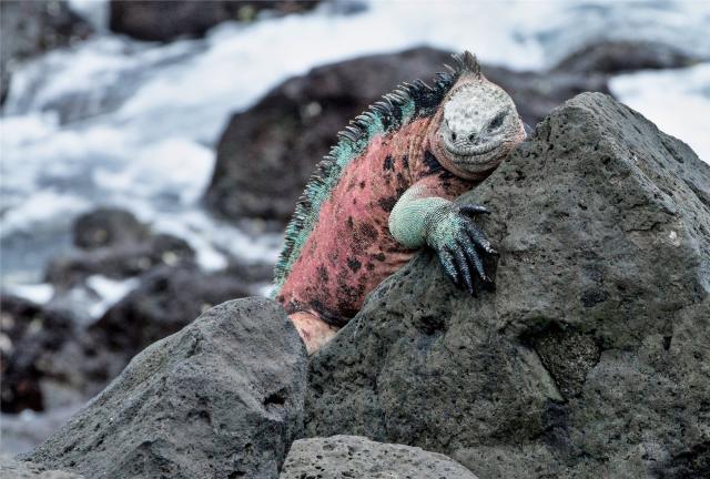 Galapágy