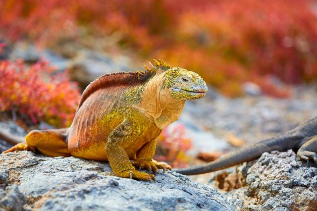 Galapágy