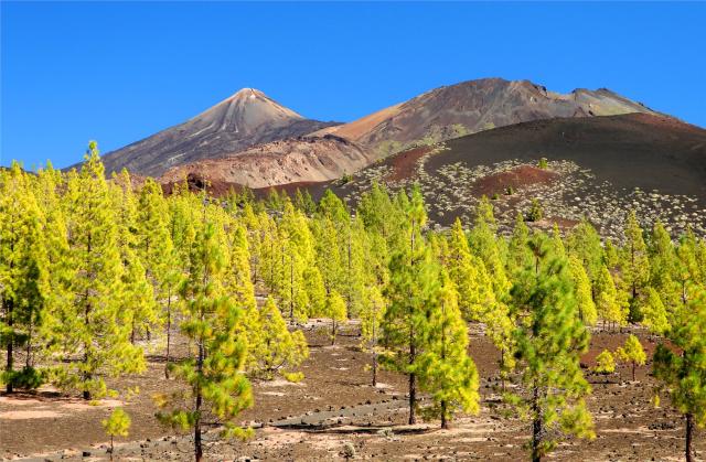 Borovice v Las Canadas del Teide - Tenefire