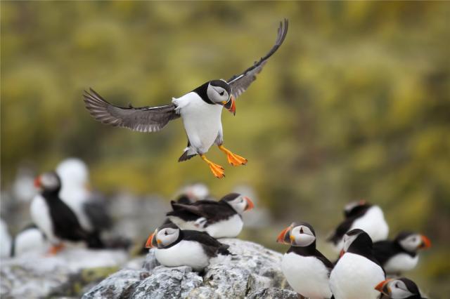 Atlantic Puffin - Shetlandy - Skotsko
