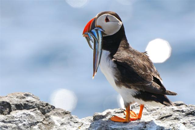 Atlantic Puffin - Skotsko