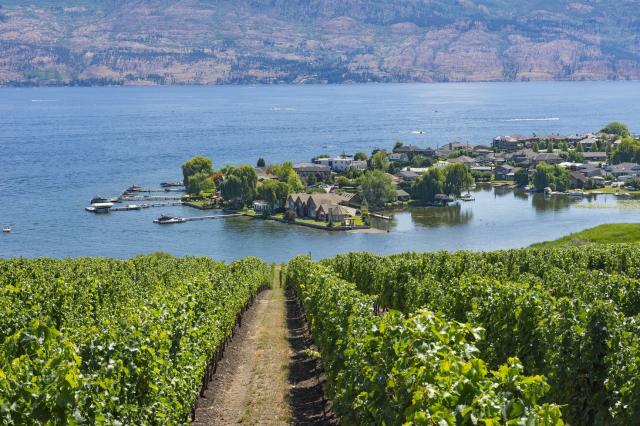 Kanada - vinice v Okanagan Valley
