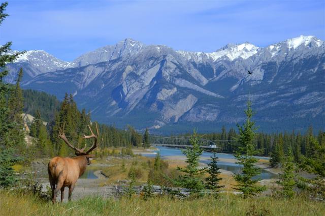 Kanada - národní park Jasper