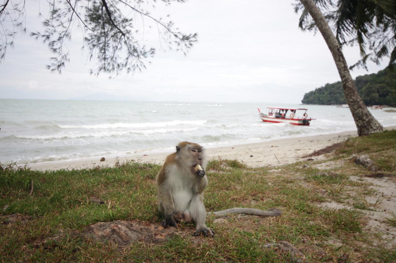 Malajsie - Penang Taman Negra - Monkey beach
