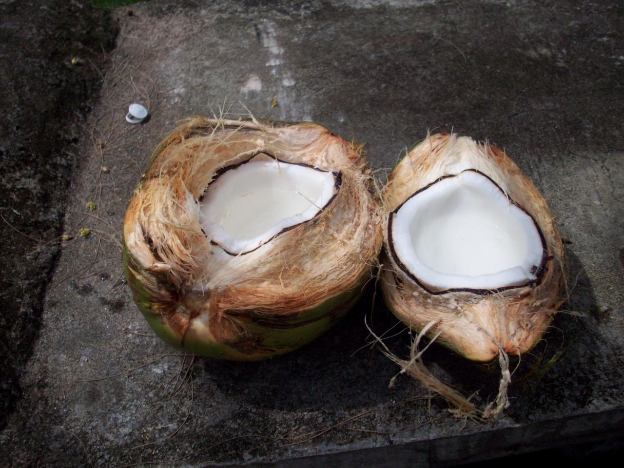 malajsie-penang-cerstvi-kokos-2012.JPG