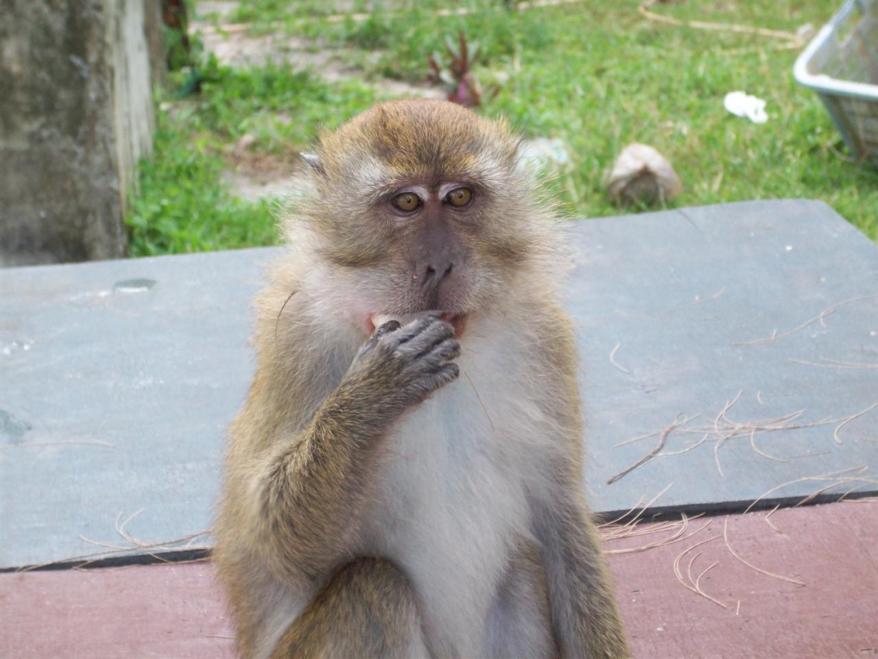 malajsie-penang-makak-2012.JPG