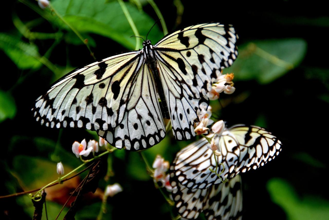 malajsie-penang-motyli-farma-2012