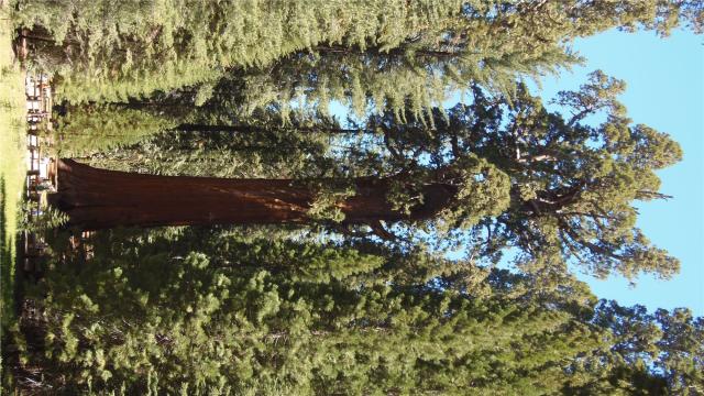 NP Sequoia - strom General Sherman (největší na světě podle obj