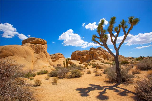 USA - NP Joshua Tree