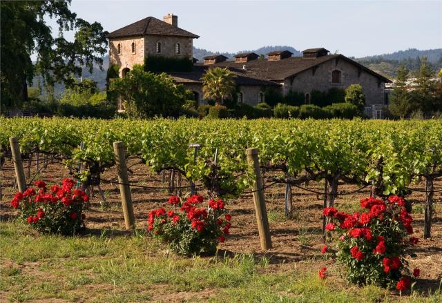 USA - vinice v údolí Napa Valley