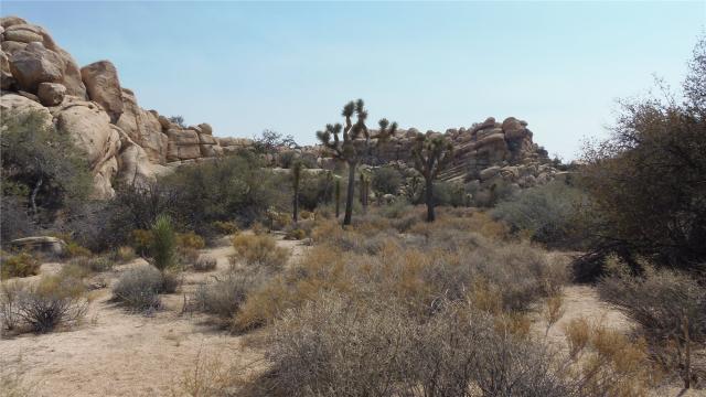 NP Joshua Tree
